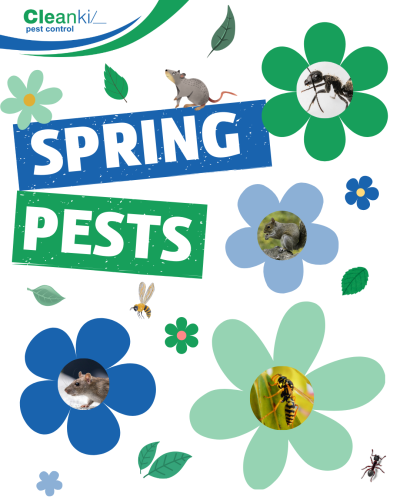 Spring Pests